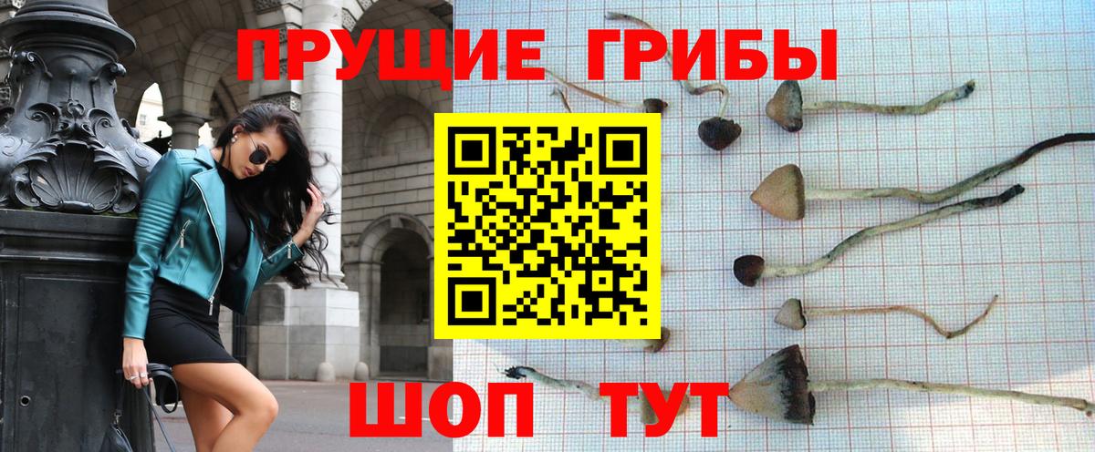 Псилоцибиновые грибы GOLDEN TEACHER  Вход с VPN  Псилоцибиновые грибы Magic Shrooms  Кувандык 